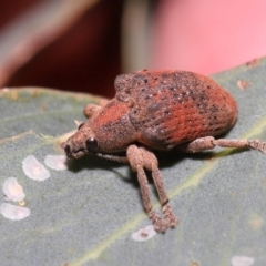 Gonipterus scutellatus at Fyshwick, ACT - 23 Feb 2022 11:12 AM