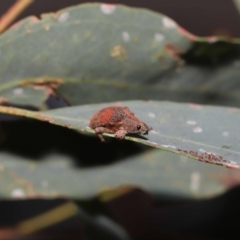 Gonipterus scutellatus at Fyshwick, ACT - 23 Feb 2022 11:12 AM