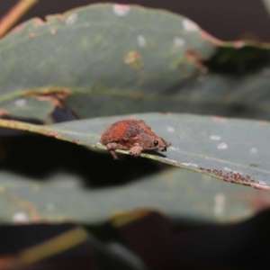 Gonipterus scutellatus at Fyshwick, ACT - 23 Feb 2022