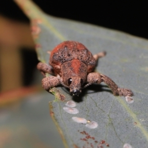 Gonipterus scutellatus at Fyshwick, ACT - 23 Feb 2022