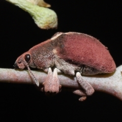 Gonipterus sp. (genus) (Eucalyptus Weevil) at Fyshwick, ACT - 23 Feb 2022 by TimL