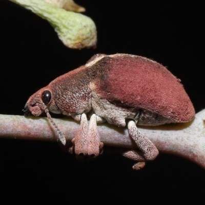 Gonipterus sp. (genus) (Eucalyptus Weevil) at Fyshwick, ACT - 23 Feb 2022 by TimL