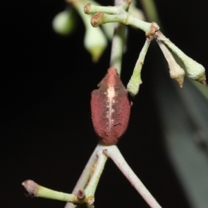 Gonipterus sp. (genus) at Fyshwick, ACT - 23 Feb 2022 11:13 AM