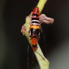 Melyridae (family) (Soft-winged flower beetle) at Fyshwick, ACT - 23 Feb 2022 by TimL