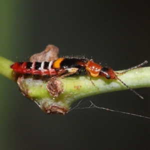 Melyridae (family) at Fyshwick, ACT - 23 Feb 2022