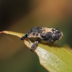 Neolaemosaccus sp. (genus) (A weevil) at Fyshwick, ACT - 23 Feb 2022 by TimL