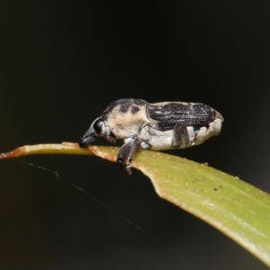 Neolaemosaccus sp. (genus) at Fyshwick, ACT - 23 Feb 2022