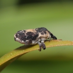 Neolaemosaccus sp. (genus) at Fyshwick, ACT - 23 Feb 2022 11:47 AM