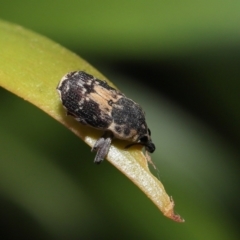 Neolaemosaccus sp. (genus) at Fyshwick, ACT - 23 Feb 2022 11:47 AM