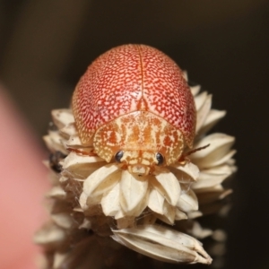 Paropsis atomaria at Fyshwick, ACT - 23 Feb 2022