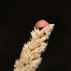 Paropsis atomaria at Fyshwick, ACT - 23 Feb 2022