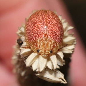 Paropsis atomaria at Fyshwick, ACT - 23 Feb 2022