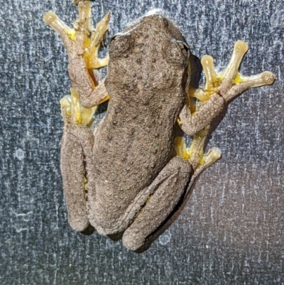 Litoria peronii (Peron's Tree Frog, Emerald Spotted Tree Frog) at QPRC LGA - 24 Feb 2022 by camcols