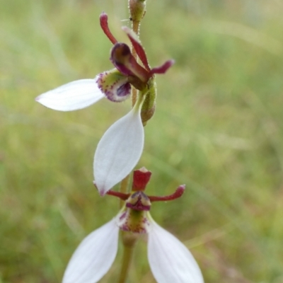 Eriochilus cucullatus (Parson's Bands) at Boro - 21 Feb 2022 by Paul4K