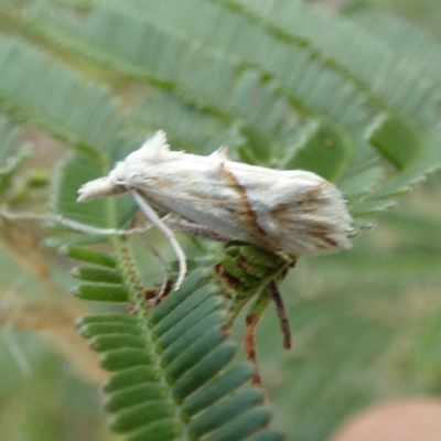 Heliocosma argyroleuca (A tortrix or leafroller moth) at QPRC LGA - 21 Feb 2022 by Paul4K