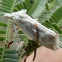 Heliocosma argyroleuca at Boro, NSW - 21 Feb 2022