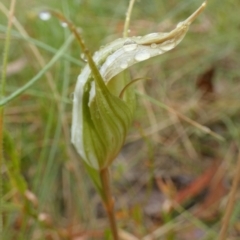 Diplodium reflexum (Dainty Greenhood) at Boro, NSW - 22 Feb 2022 by Paul4K