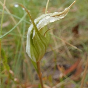 Diplodium reflexum at Boro, NSW - suppressed