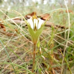 Diplodium reflexum at Boro, NSW - suppressed