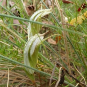 Diplodium reflexum at Boro, NSW - suppressed