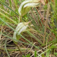 Diplodium reflexum at Boro, NSW - suppressed