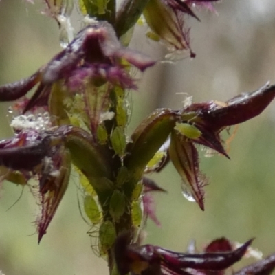 Aphididae (family) (Unidentified aphid) at Boro - 21 Feb 2022 by Paul4K