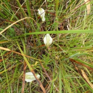 Diplodium reflexum at Boro, NSW - suppressed