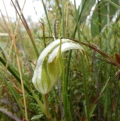 Diplodium reflexum at Boro, NSW - suppressed