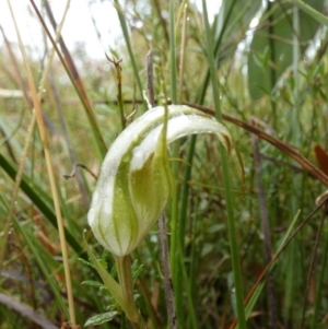 Diplodium reflexum at Boro, NSW - suppressed