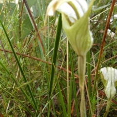 Diplodium reflexum at Boro, NSW - suppressed