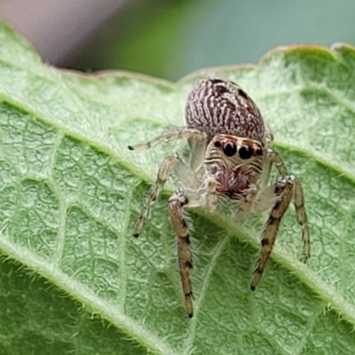 Opisthoncus grassator (Jumping spider) at Holt, ACT - 25 Feb 2022 by trevorpreston