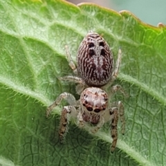 Opisthoncus grassator at Holt, ACT - 25 Feb 2022