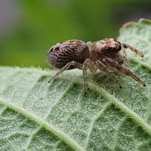 Opisthoncus grassator at Holt, ACT - 25 Feb 2022