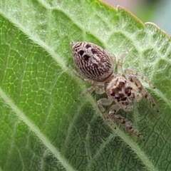 Opisthoncus grassator at Holt, ACT - 25 Feb 2022