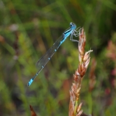 Austroagrion watsoni (Eastern Billabongfly) at Saint George, NSW - 24 Feb 2022 by AnneG1