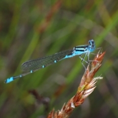 Austroagrion watsoni at Saint George, NSW - 24 Feb 2022