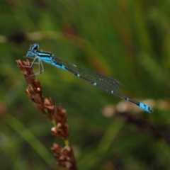 Austroagrion watsoni at Saint George, NSW - 24 Feb 2022