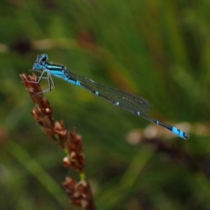 Austroagrion watsoni at Saint George, NSW - 24 Feb 2022 01:39 PM