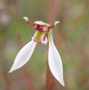 Eriochilus cucullatus at Saint George, NSW - 24 Feb 2022