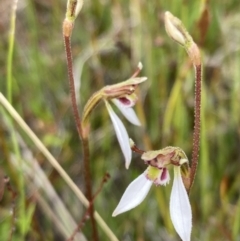 Eriochilus cucullatus at Saint George, NSW - 24 Feb 2022