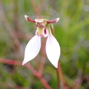 Eriochilus cucullatus at Saint George, NSW - 24 Feb 2022