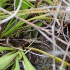 Eriochilus cucullatus at Saint George, NSW - 24 Feb 2022