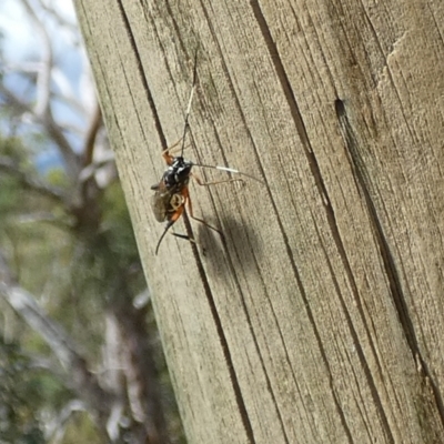 Stenarella victoriae (An ichneumon parasitic wasp) at Boro - 23 Feb 2022 by Paul4K