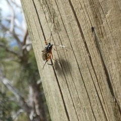 Stenarella victoriae (An ichneumon parasitic wasp) at Boro, NSW - 23 Feb 2022 by Paul4K