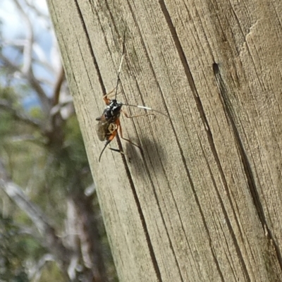 Stenarella victoriae (An ichneumon parasitic wasp) at QPRC LGA - 23 Feb 2022 by Paul4K