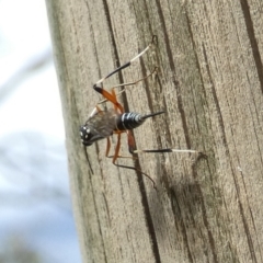 Stenarella victoriae at Boro, NSW - 23 Feb 2022