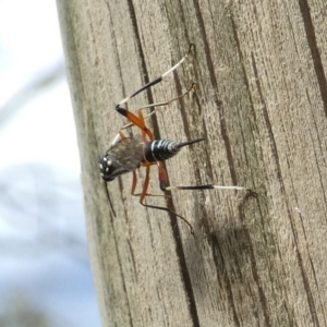 Stenarella victoriae at Boro, NSW - 23 Feb 2022