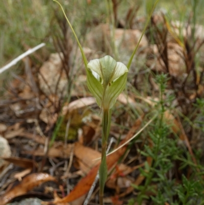 Diplodium reflexum (Dainty Greenhood) at Boro, NSW - 23 Feb 2022 by Paul4K