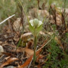 Diplodium reflexum (Dainty Greenhood) at Boro, NSW - 23 Feb 2022 by Paul4K
