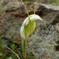 Diplodium reflexum at Boro, NSW - 23 Feb 2022